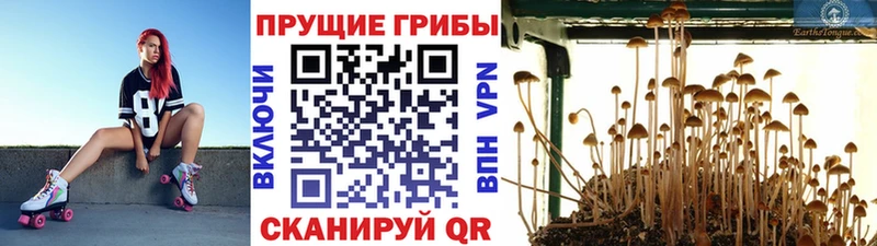 купить закладку кракен рабочий сайт Псилоцибиновые грибы Psilocybine cubensis Истра